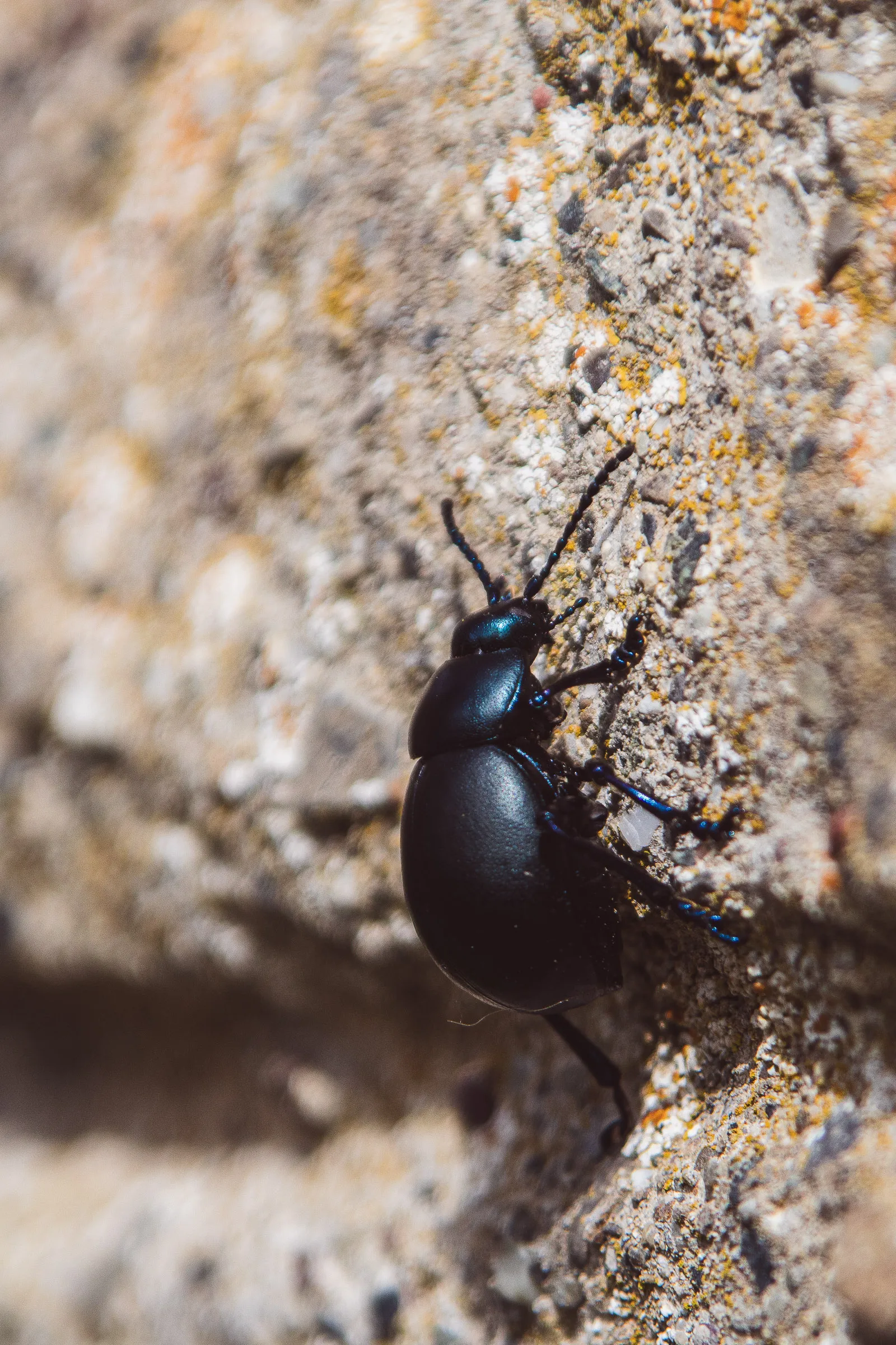 Little World, foto 2