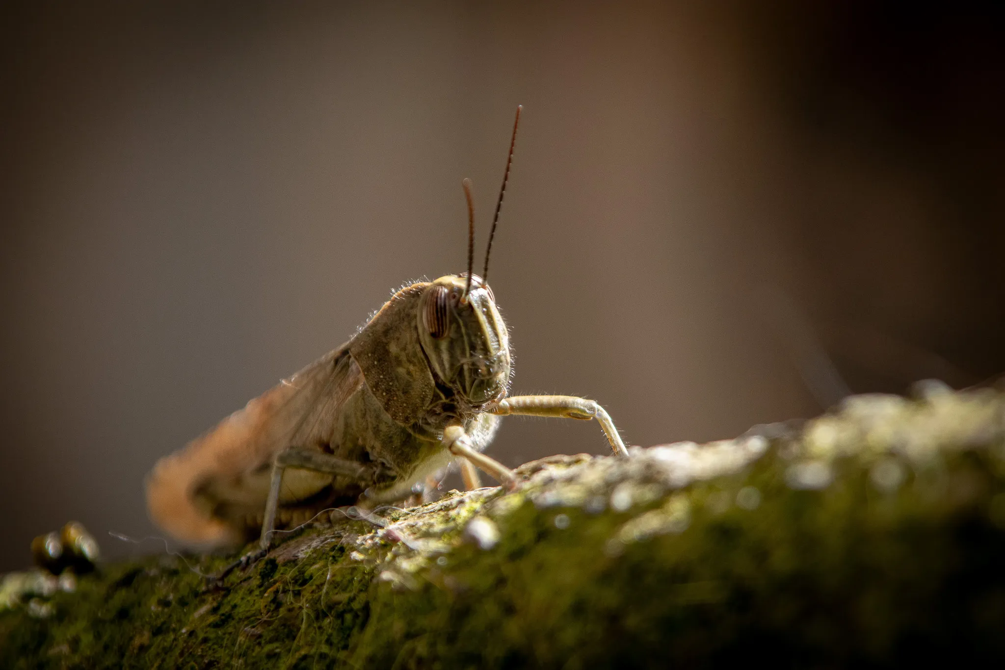 Cavalletta in controluce sul muschio